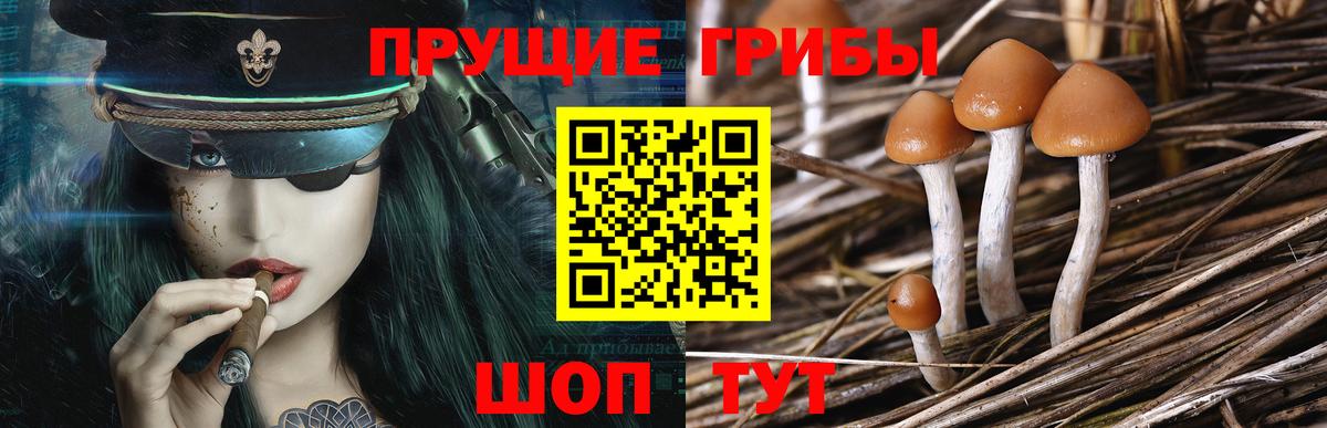 Псилоцибиновые грибы мицелий Екатеринбург